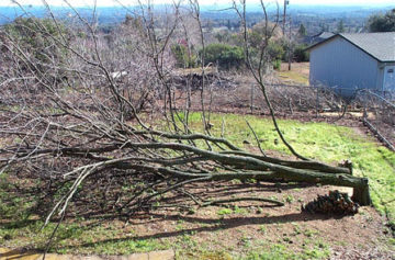 Cut Down Trees Cut Down Trees