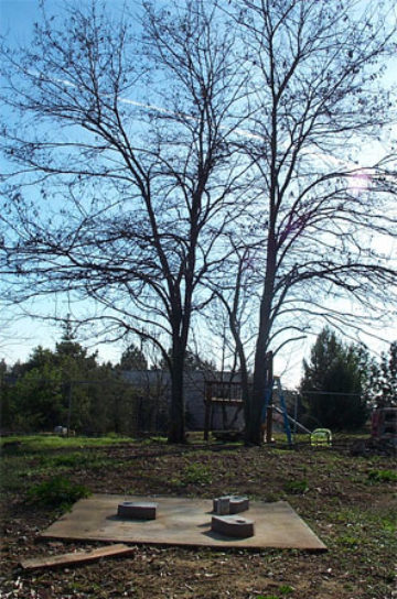 Old Pad and Trees Old Pad and Trees